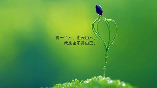 美女再荷花池跳形体舞《花好月圆夜》舞步优美，画面超仙