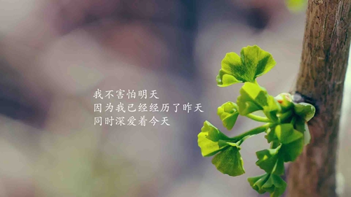 上海香何花广场舞