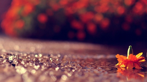 兔儿飞飞广场舞