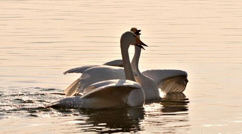 融安星悦广场舞