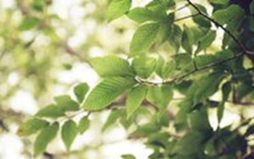 那朵花儿广场舞